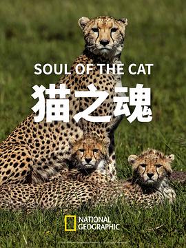 猫之魂